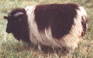 Image of an Icelandic ewe with horns