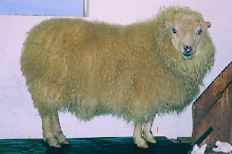 Hnykill — An Icelandic ram that carried grey and grey-mouflon
