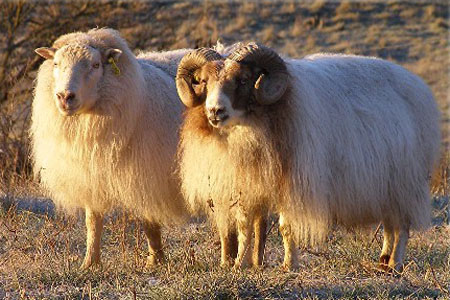 Welcome to the Elkhorn Icelandic Sheep website! Elkhorn Icelandic Sheep website