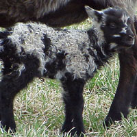 Image of a black-grey Icelandic lamb