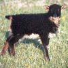 Image 03 of a black mouflon Icelandic lamb