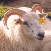Image of a freckled Icelandic sheep