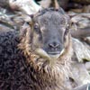 Image 03 of a grouflon lamb