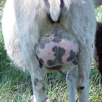 Image 03 of a milking udder on an Icelandic sheep