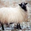 Example of an Icelandic sheep exhibiting the badgerface pattern