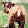 Example of an Icelandic sheep exhibiting the badgerface pattern