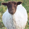 Example of an Icelandic sheep exhibiting the grey pattern