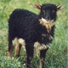 Example of an Icelandic sheep exhibiting the mouflon pattern