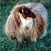 Example of an Icelandic sheep exhibiting the mouflon pattern