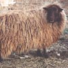 Example of an Icelandic sheep exhibiting the solid pattern which is really no pattern at all