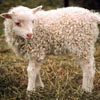 An example of an Icelandic sheep exhibiting the white pattern