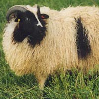 Image of a spotted Icelandic sheep