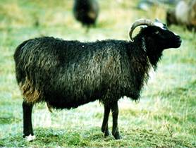 Image of Blessa leadersheep ewe STS 150Z