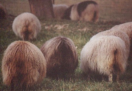 Grazing Icelandic sheep Image of grazing Icelandic sheep