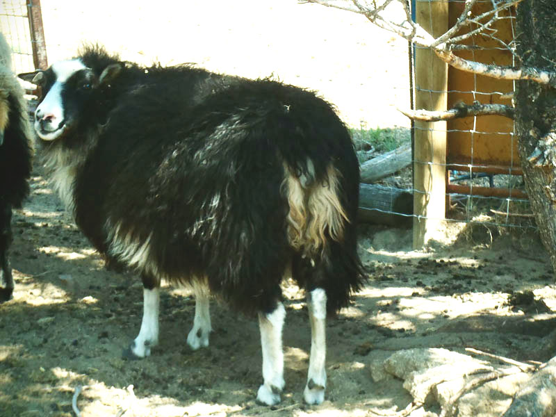 OT BEATRIX B4SP 80B Icelandic Ewe For Sale — Beatrix