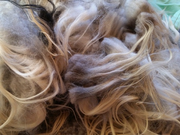 Icelandic Black Badgerface Fleece For Sale Black Badgerface Fleece