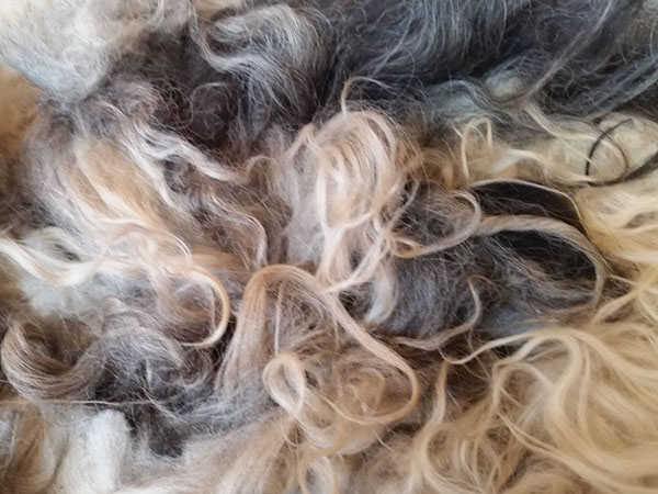 Icelandic Black Badgerface Fleece For Sale Black Badgerface Fleece