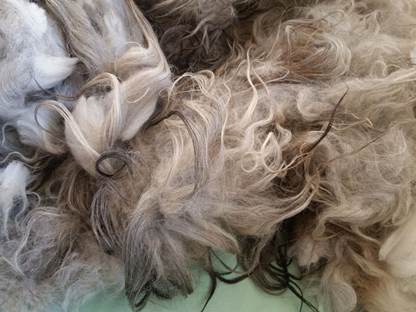 Icelandic Black Grey Mouflon Fleece For Sale Black Grey Mouflon Fleace