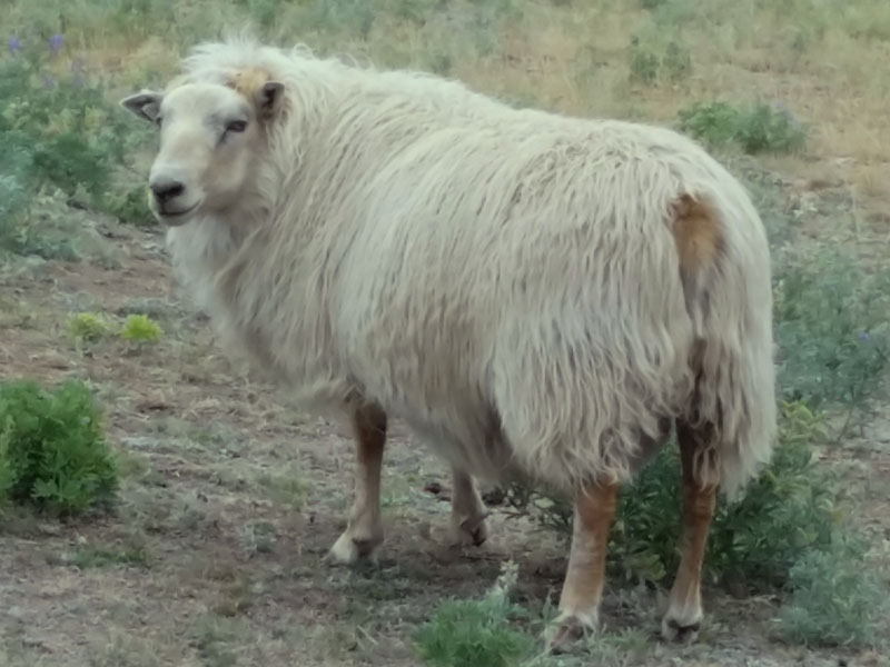 Bud OT 75B 01P Icelandic Ram For Sale — Bud