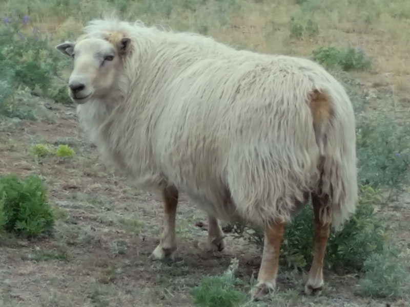 Icelandic Ram For Sale — Bud