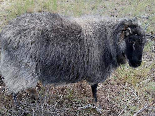 Icelandic Ram For Sale — Cinco