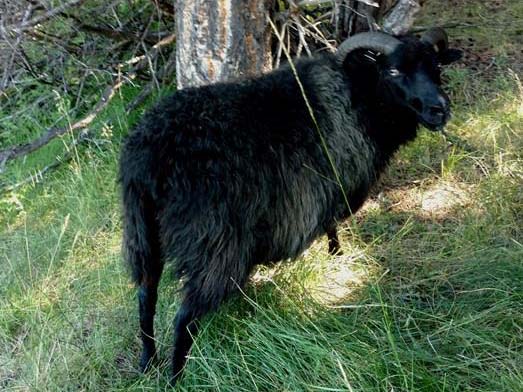 OT BG B5H 90B Icelandic Ewe For Sale — BG