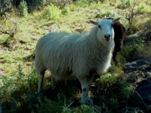 OT 178C Celeste Icelandic Ewe For Sale — Celeste