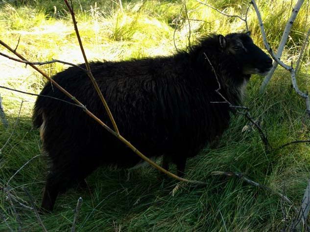 OT 176C Cindy Icelandic Ewe For Sale — Cindy