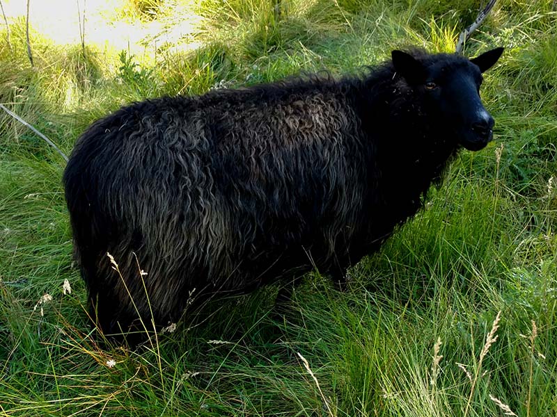 OT 177C Creedence Icelandic Ewe For Sale — Creedence