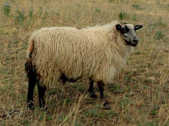 OT 180D Daisy Icelandic Lamb For Sale — Daisy