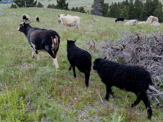 OT182D Dark & OT183D Dante Icelandic Lambs For Sale — Dark and Dante