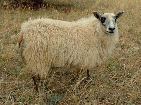 OT184D Dilly Icelandic Lamb For Sale — Dilly