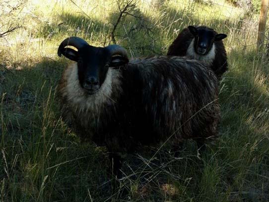OT 179D Dylan Icelandic Lambs For Sale — Dylan