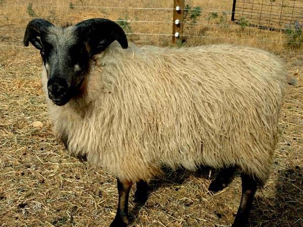 OT 181D Henry Icelandic Lambs For Sale — Henry