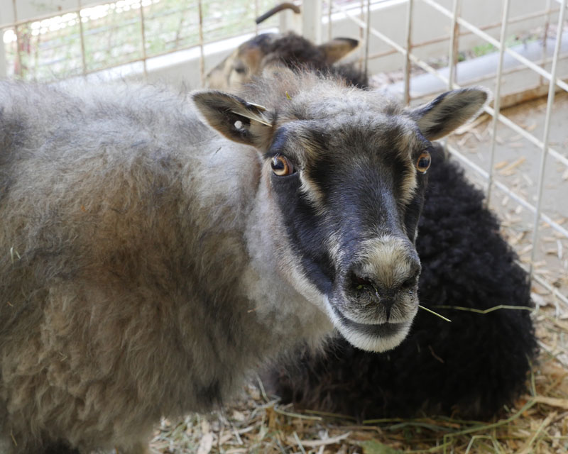 I know of no other breed of livestock that is more well suited for making a living from the farm. Image of an Icelandic ewe