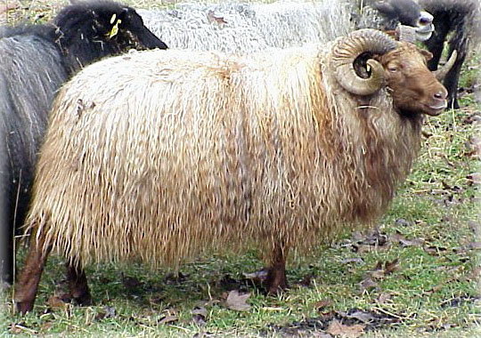 Icelandic sheep and their products are an excellent candidate for marketing online Image of an Icelandic sheep
