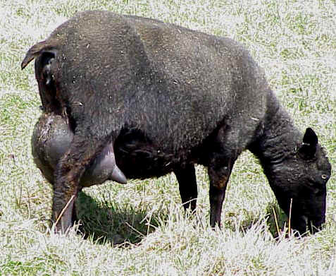 A prime udder on a very milky Icelandic ewe. Notice the pointy ends which are easy for the lambs to get on. Image of a great milking undder on an Icelandic sheep
