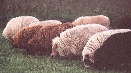 Image of a mixed-color Icelandic flock