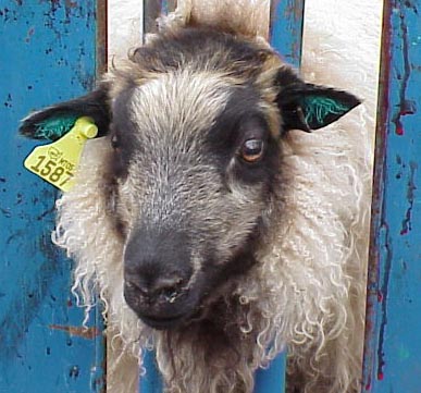 Tattooed and tagged sheep Image of tattooed and tagged sheep