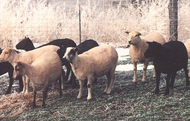 Image of shorn Icelandic sheep ewes, showing meat conformation