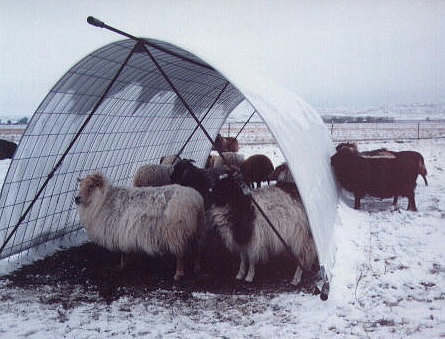 Icelandic sheep in snow hut Image of a snow hut for Icelandic sheep