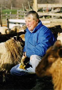 Stefania — The Queen of Icelandic Sheep