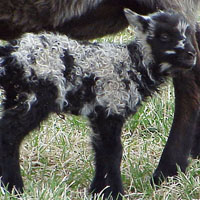 The white flash marks on this lamb is not spotting but part of the gray pattern. This lamb is a black gray. Image of a black-grey Icelandic lamb