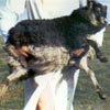 Image 01 of a black-grey mouflon Icelandic lamb