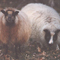 Image of badger face Icelandic fleece