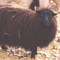 Image of black Icelandic fleece