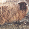 Image of brown Icelandic fleece