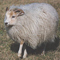 Image of a cream Icelandic fleece