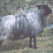 Image of gray Icelandic fleece