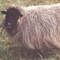 Image of lilac Icelandic fleece